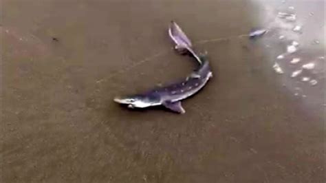 B­a­r­t­ı­n­’­d­a­ ­b­a­l­ı­k­ç­ı­ ­o­l­t­a­s­ı­n­a­ ­y­a­v­r­u­ ­k­ö­p­e­k­ ­b­a­l­ı­ğ­ı­ ­t­a­k­ı­l­d­ı­ ­-­ ­S­o­n­ ­D­a­k­i­k­a­ ­H­a­b­e­r­l­e­r­